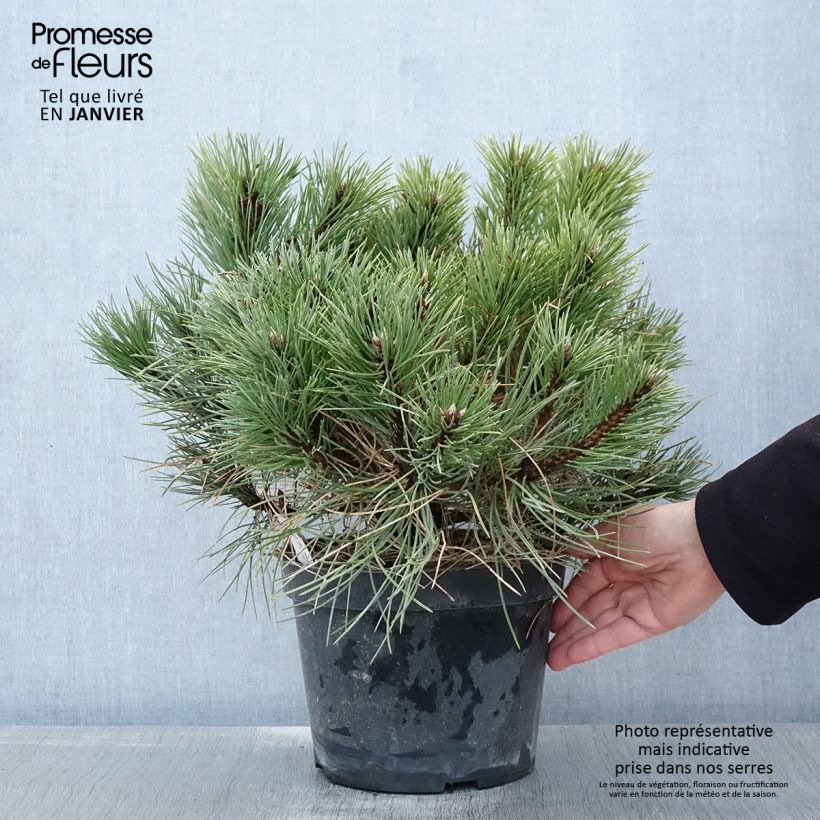 Spécimen de Pin noir nain - Pinus nigra Nana Pot de 7,5L/10L tel que livré en hiver