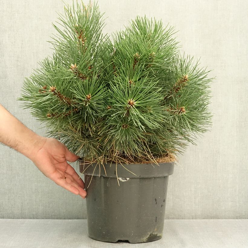 Spécimen de Pin noir nain - Pinus nigra Nana Pot de 7,5L/10L tel que livré en été