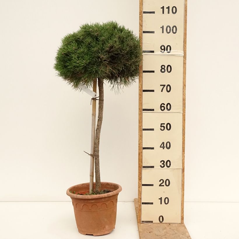Spécimen de Pin noir - Pinus nigra Marie Brégeon Pot de 7,5L/10L, Demi-tige/ Tige de 70/80 cm tel que livré en été