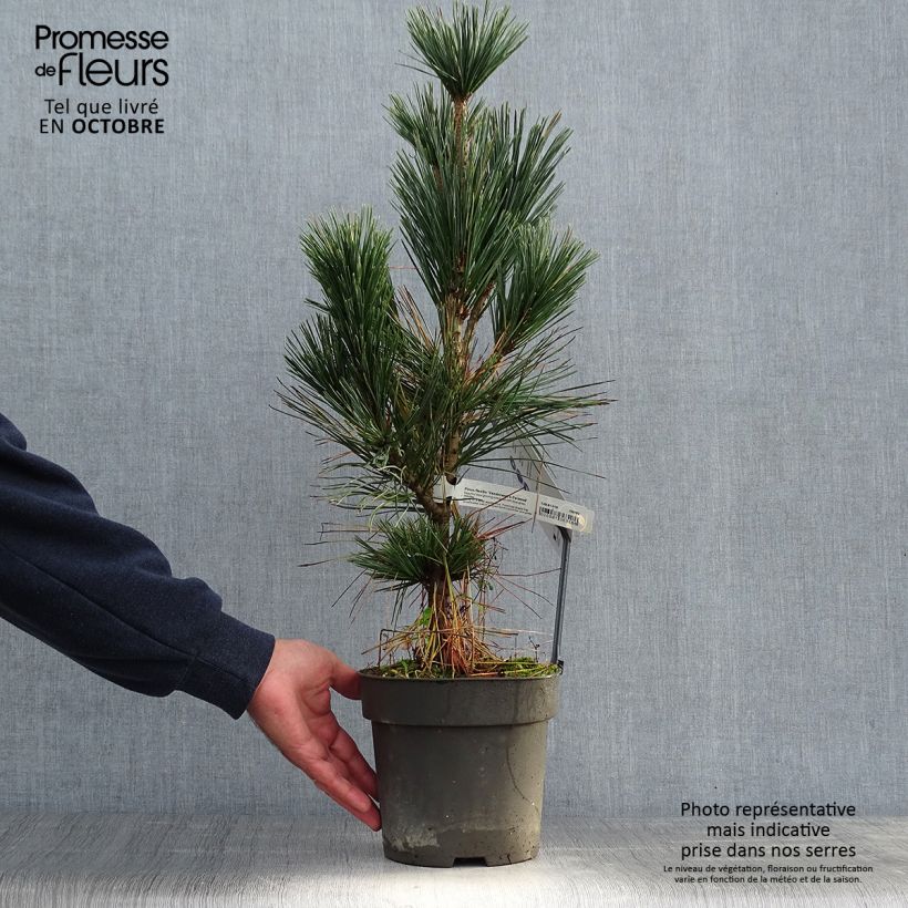Spécimen de Pin - Pinus flexilis Vanderwolf's Pyramid Pot de 2L/3L tel que livré en automne