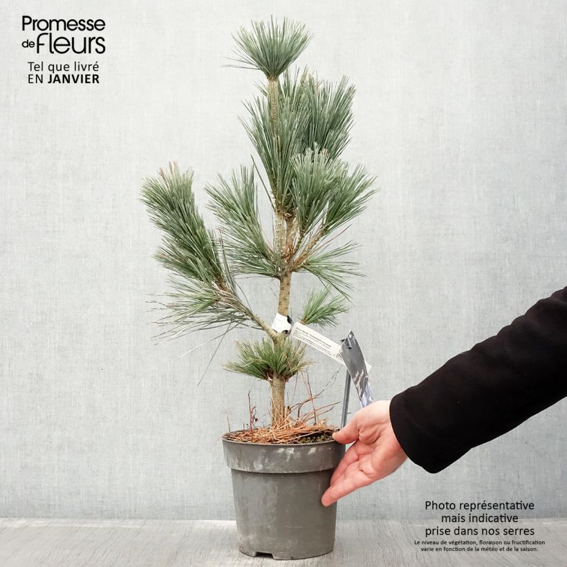 Spécimen de Pin - Pinus flexilis Vanderwolf's Pyramid Pot de 2L/3L tel que livré en hiver