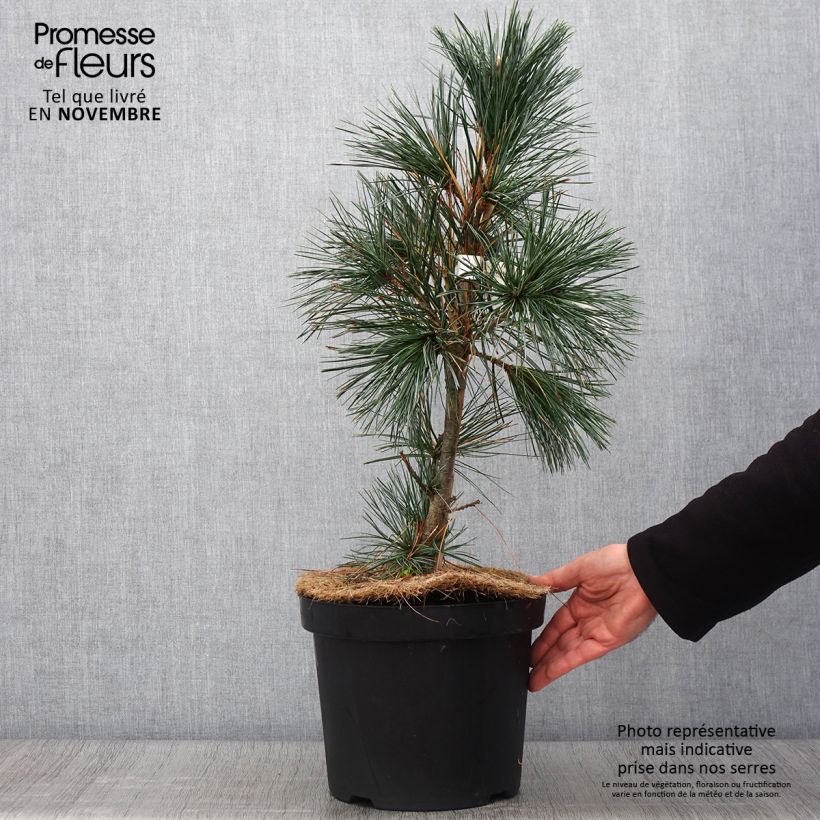 Spécimen de Pin - Pinus flexilis Vanderwolf's Pyramid Pot de 7,5L/10L tel que livré en automne