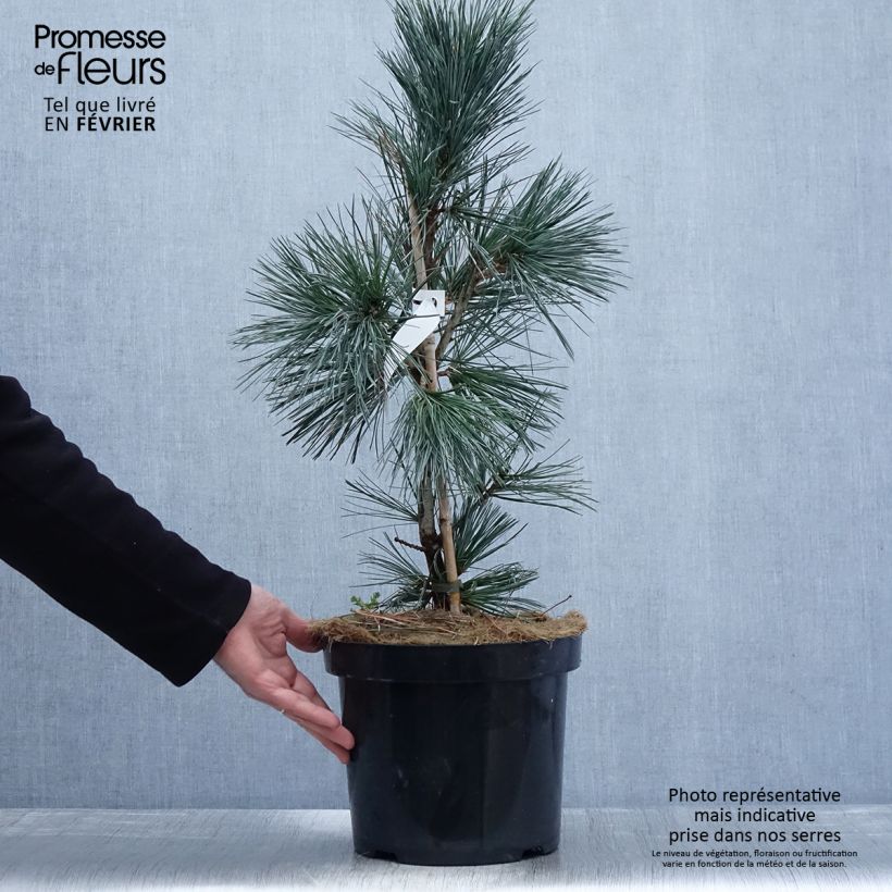 Spécimen de Pin - Pinus flexilis Vanderwolf's Pyramid Pot de 7,5L/10L tel que livré en hiver