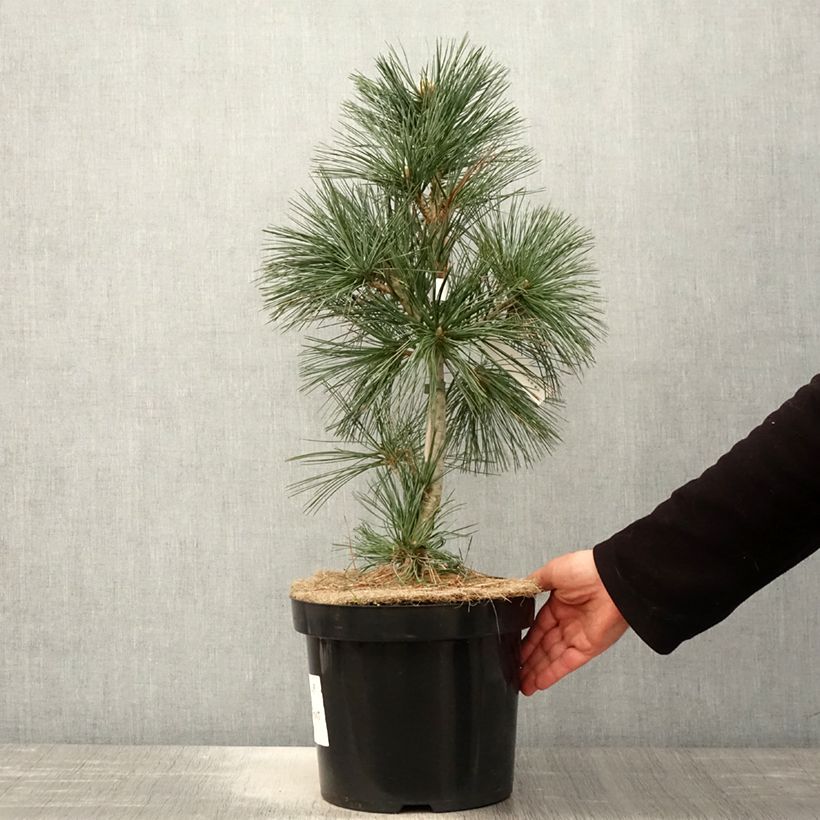 Spécimen de Pin - Pinus flexilis Vanderwolf's Pyramid Pot de 7,5L/10L tel que livré au printemps