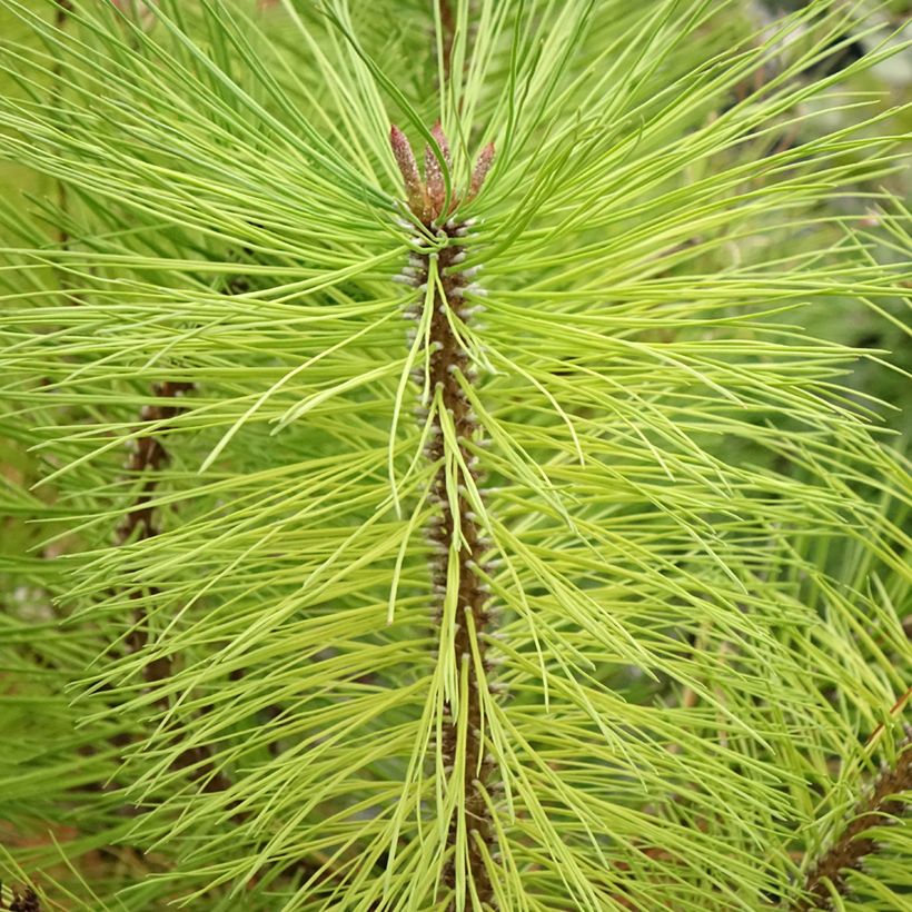 Pin ponderosa - Pinus ponderosa (Feuillage)