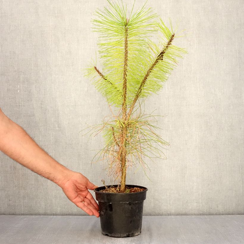 Spécimen de Pin ponderosa - Pinus ponderosa Pot de 3L/4L tel que livré en été