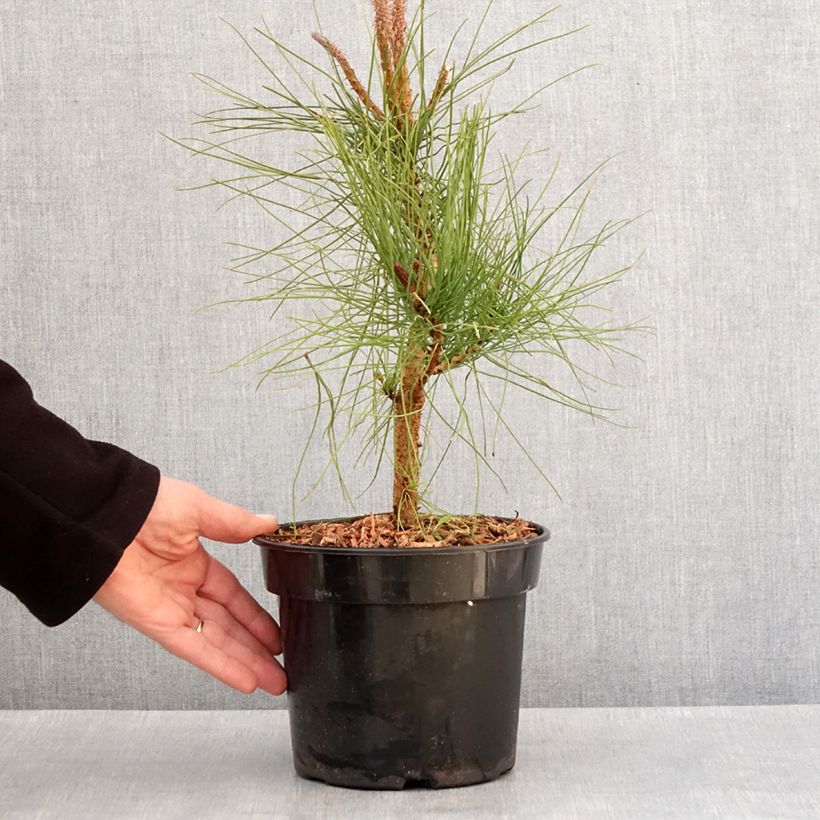 Spécimen de Pin ponderosa - Pinus ponderosa Pot de 3L/4L tel que livré en hiver