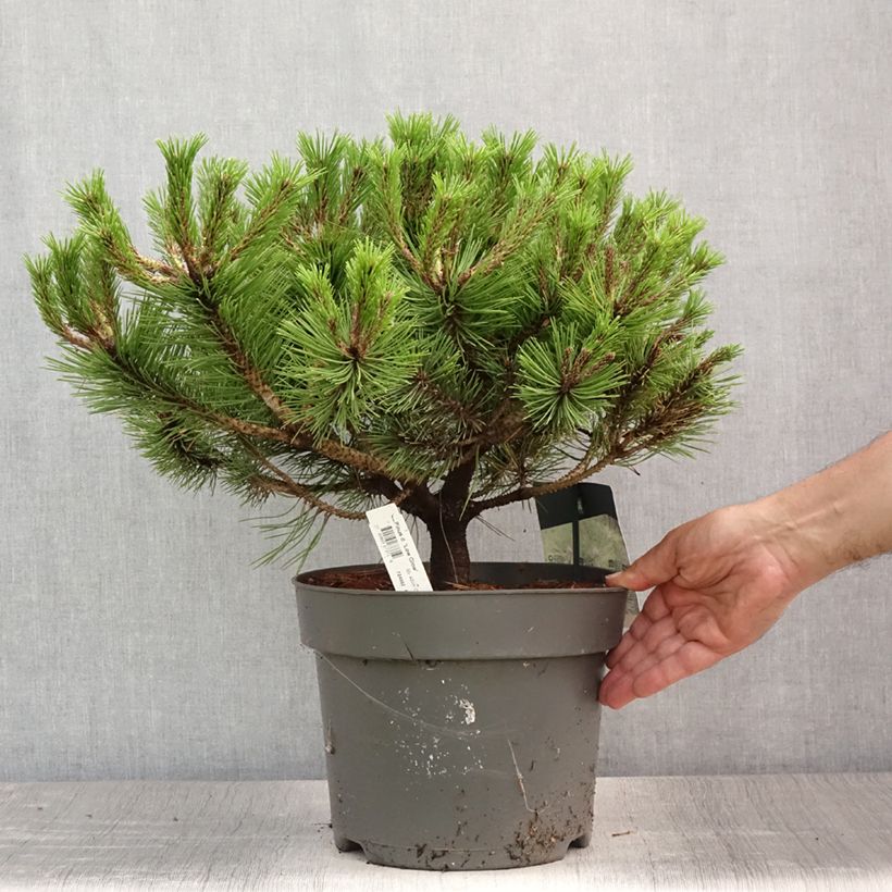 Spécimen de Pin rouge du Japon - Pinus densiflora Low Glow                       Pot de 7,5L/10L tel que livré en été