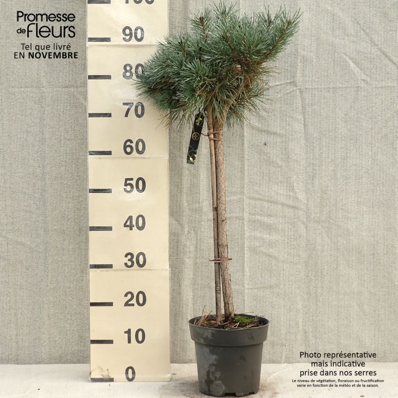 Spécimen de Pin sylvestre nain - Pinus sylvestris Chantry Blue Pièce, Tige de 40 cm tel que livré en automne
