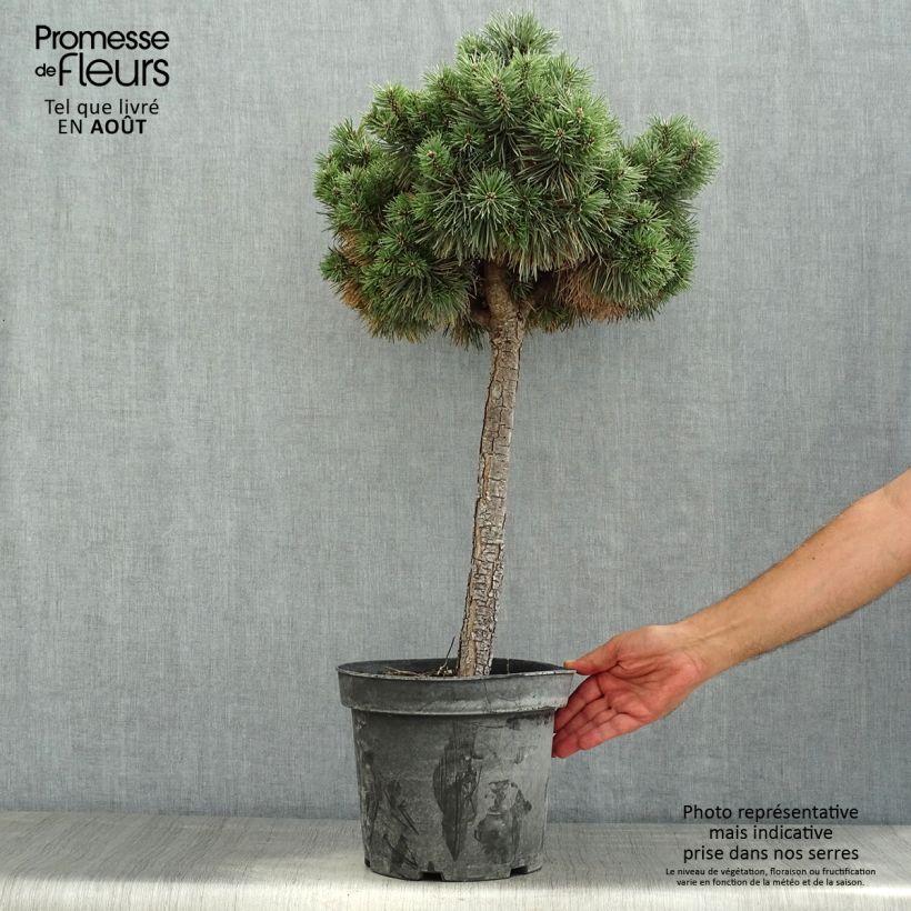 Spécimen de Pin sylvestre nain - Pinus sylvestris Doone Valley Pot de 7,5L/10L, Demi-Tige, Sur tige de 80 cm tel que livré en été