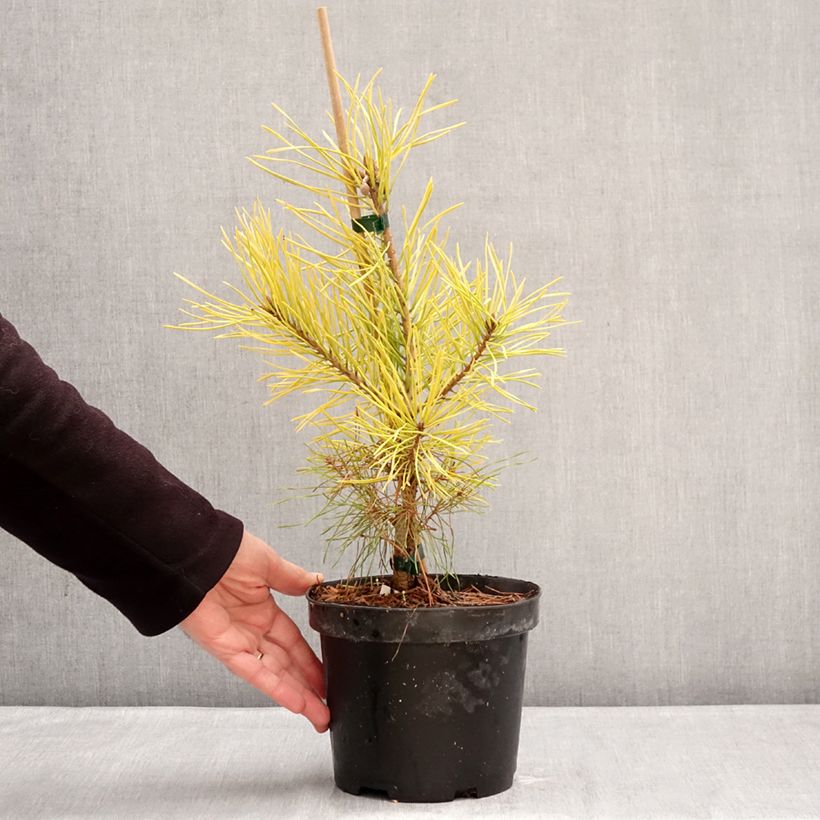 Spécimen de Pin sylvestre nain - Pinus sylvestris Wintergold Pot de 3L/4L tel que livré en hiver