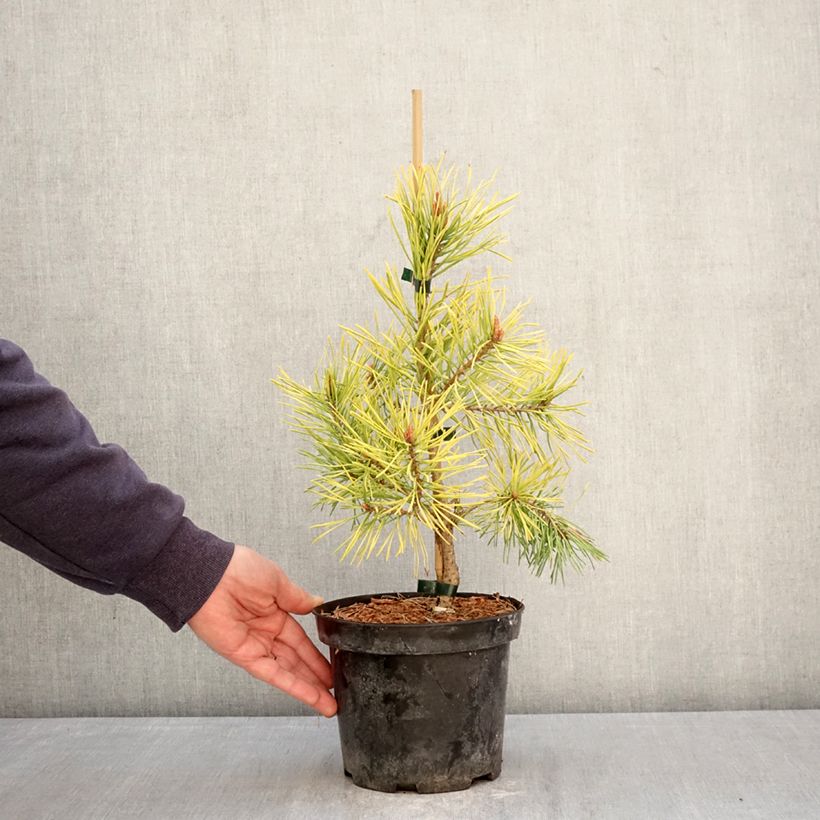 Spécimen de Pin sylvestre nain - Pinus sylvestris Wintergold Pot de 3L/4L tel que livré au printemps