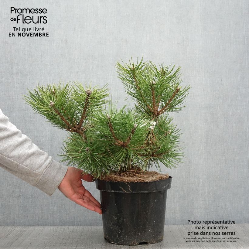Spécimen de Pinus densiflora Jane Kluis - Pin rouge du Japon Pot de 7,5L/10L tel que livré en automne