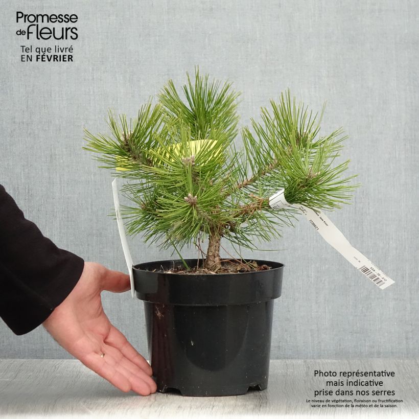 Spécimen de Pinus densiflora Jane Kluis - Pin rouge du Japon Pot de 2L/3L tel que livré en hiver