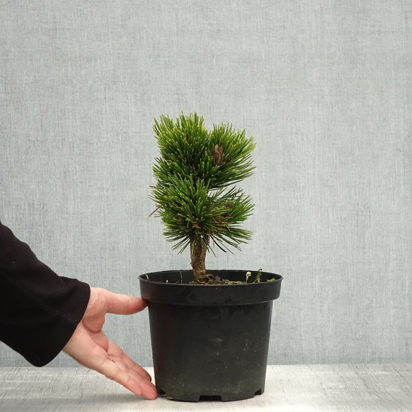 Spécimen de Pinus heldreichii Schmidtii - Pin de Bosnie                       Pot de 2L/3L tel que livré en automne