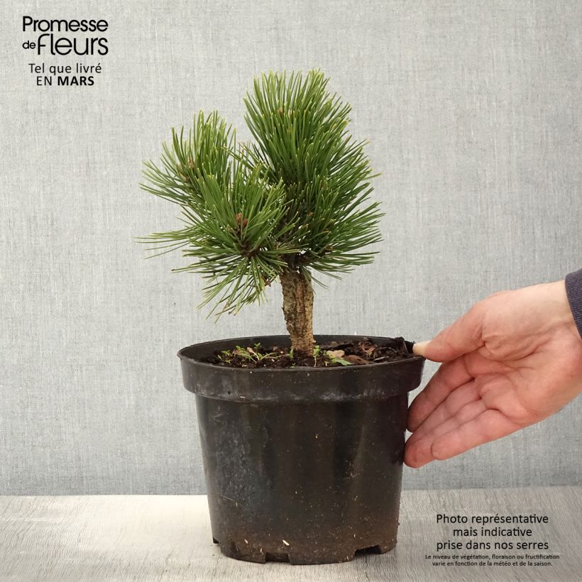Amostra de Pinus heldreichii Schmidtii Vaso de 2 L/3 L tal como entregue na primavera