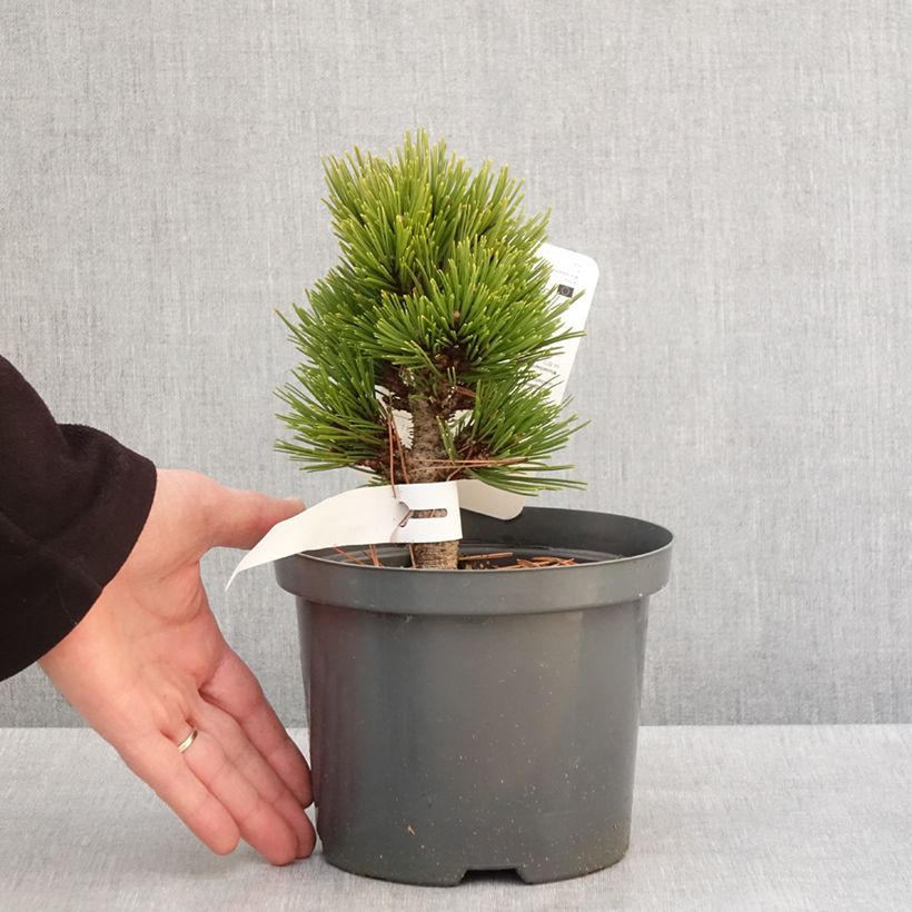 Spécimen de Pinus heldreichii Schmidtii - Pin de Bosnie                       Pot de 2L/3L tel que livré en hiver