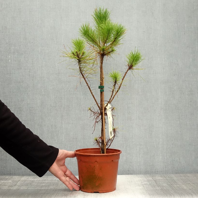 Spécimen de Pinus insignis (radiata) - Pin de Monterey Pot de 2L/3L tel que livré en automne