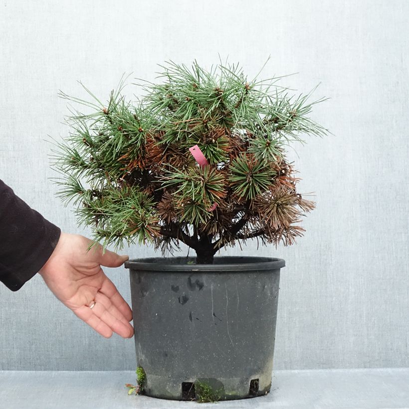 Spécimen de Pinus mugo Humpy - Pin nain de montagne Pot de 7,5L/10L tel que livré en automne