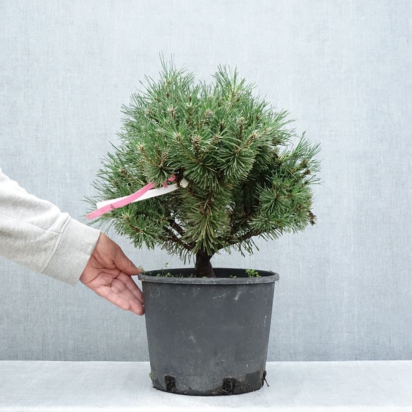 Spécimen de Pinus mugo Humpy - Pin nain de montagne Pot de 7,5L/10L tel que livré en été