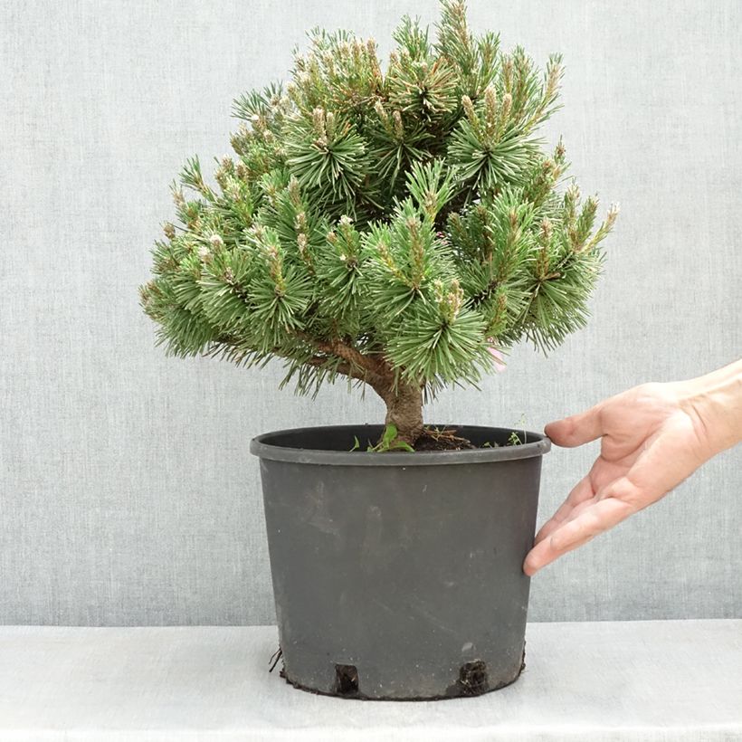 Exemplaar van Pinus mugo Humpy - Bergden Pot van 7,5 l/10 l zoals geleverd in de lente