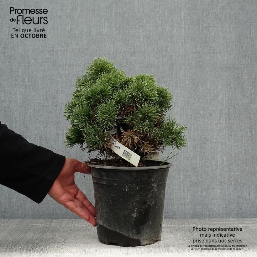 Spécimen de Pinus mugo Picobello - Pin nain des montagnes Pot de 2L/3L tel que livré en automne