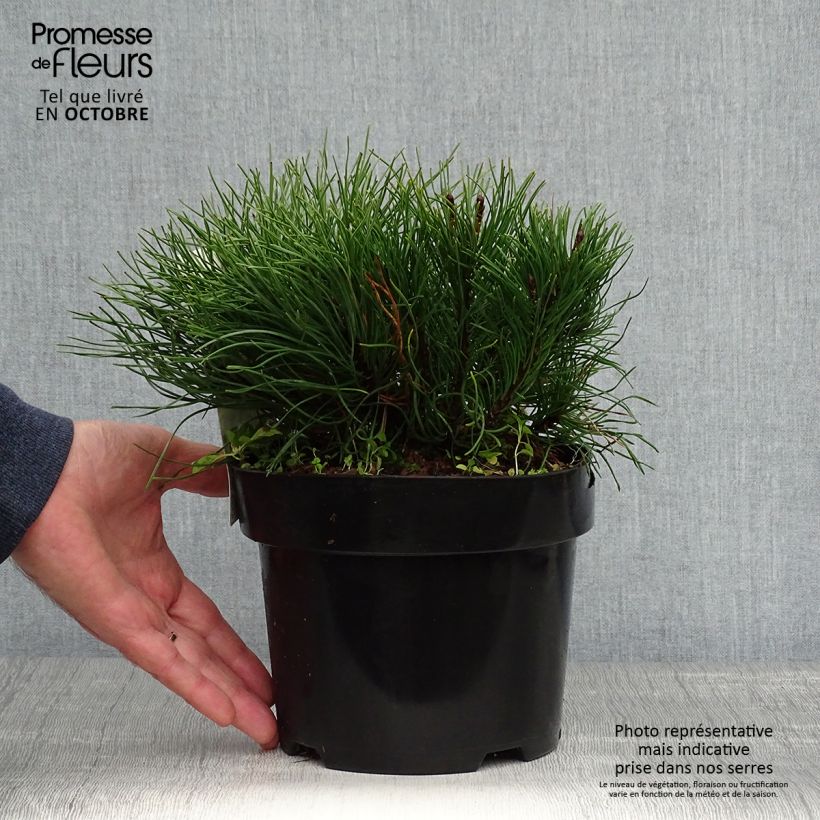 Spécimen de Pinus mugo pumilio - Pin de montagne Pot de 2L/3L tel que livré en automne