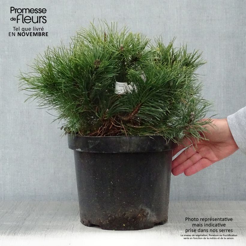 Spécimen de Pinus mugo pumilio - Pin de montagne Pot de 7,5L/10L tel que livré en automne