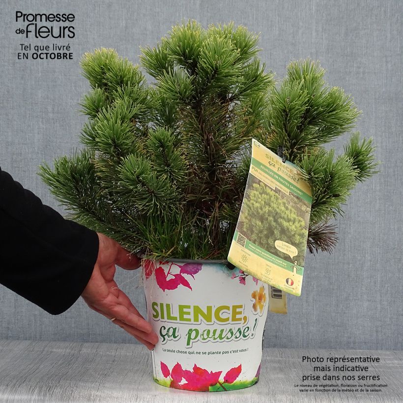 Spécimen de Pinus mugo Winter Gold - Pin de montagne nain doré Pot de 2L/3L tel que livré en automne