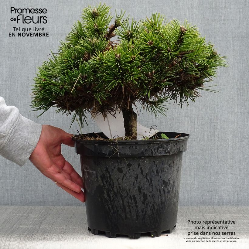 Spécimen de Pinus nigra Agnes Brégeon - Pin noir  Pot de 6L/7L tel que livré en automne