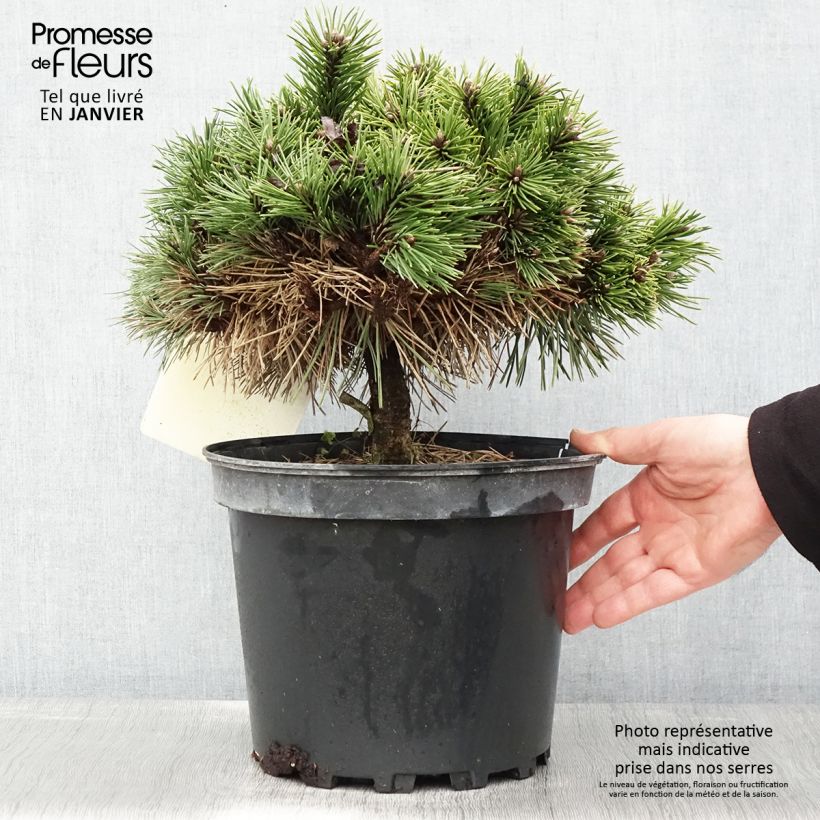 Spécimen de Pinus nigra Agnes Brégeon - Pin noir  Pot de 6L/7L tel que livré en hiver