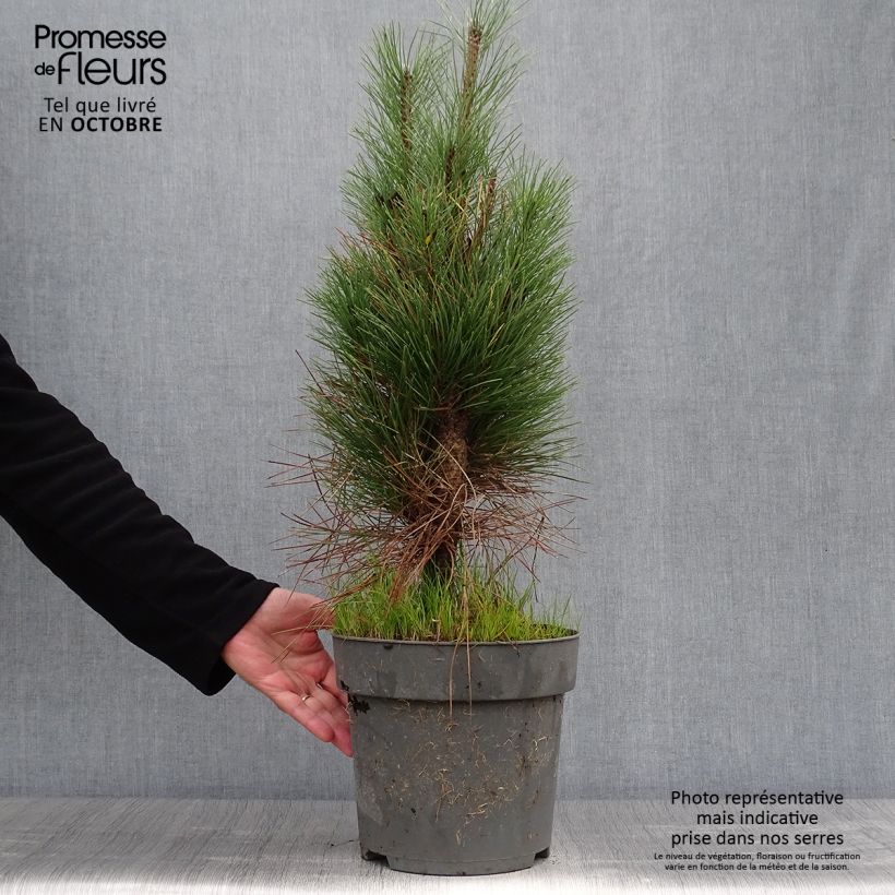 Spécimen de Pinus nigra Green Tower - Pin noir                          Pot de 7,5L/10L tel que livré en automne