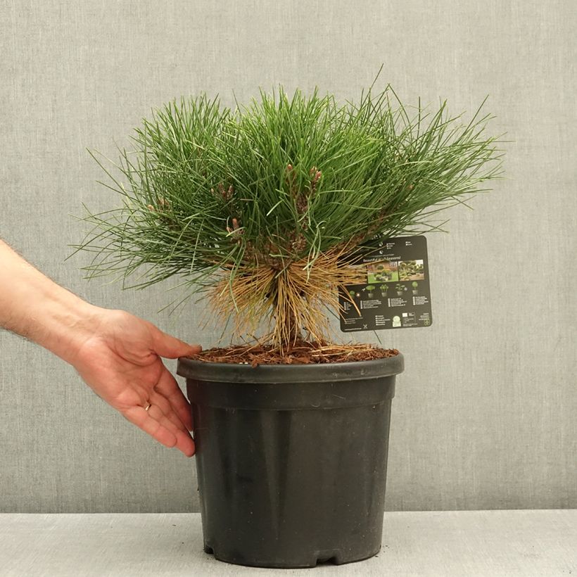 Spécimen de Pinus nigra Pierrick Brégeon  - Pin noir Pot de 7,5L/10L tel que livré en automne