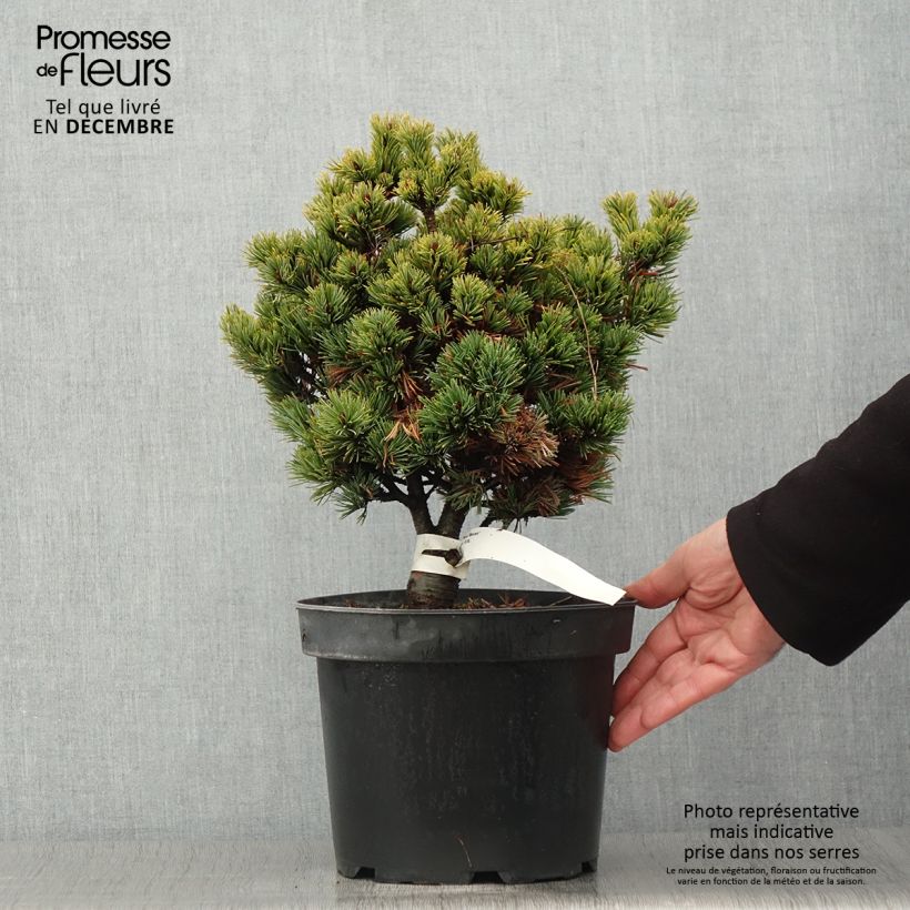 Spécimen de Pinus parviflora Beran - Pin blanc du Japon                           Pot de 4L/5L tel que livré en automne