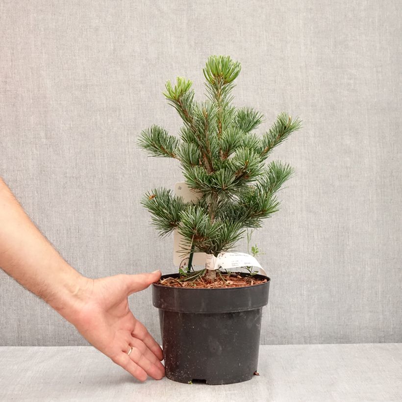Spécimen de Pinus parviflora Negishi - Pin blanc japonais Pot de 2L/3L tel que livré en été