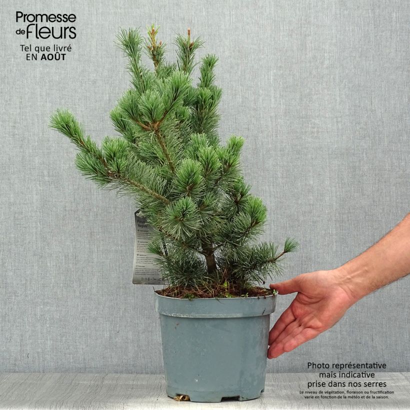 Spécimen de Pinus parviflora Negishi - Pin blanc japonais Pot de 4L/5L tel que livré en été