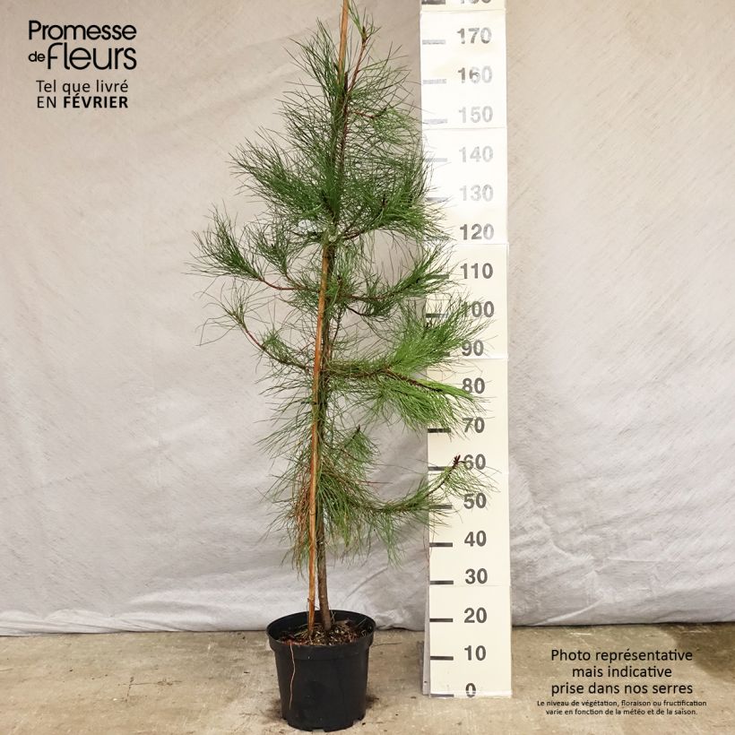 Spécimen de Pinus pinaster - Pin maritime Pot de 7,5L/10L tel que livré en hiver