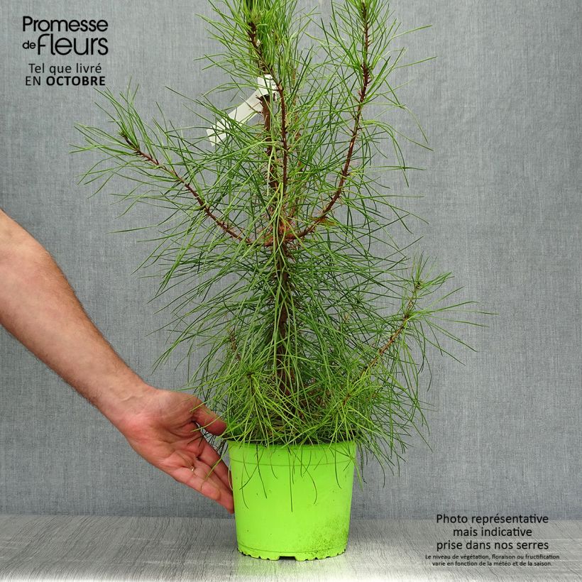 Spécimen de Pinus pinaster - Pin maritime Pot de 2L/3L tel que livré en automne