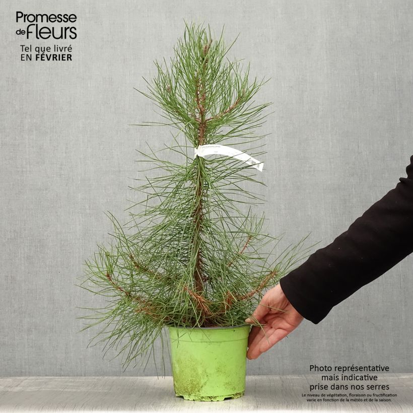 Spécimen de Pinus pinaster - Pin maritime Pot de 2L/3L tel que livré en hiver