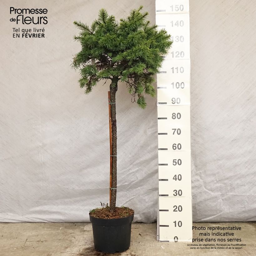 Spécimen de Pinus pinea - Pin parasol Pot de 30L/35L, Tige 10/12 tel que livré en hiver