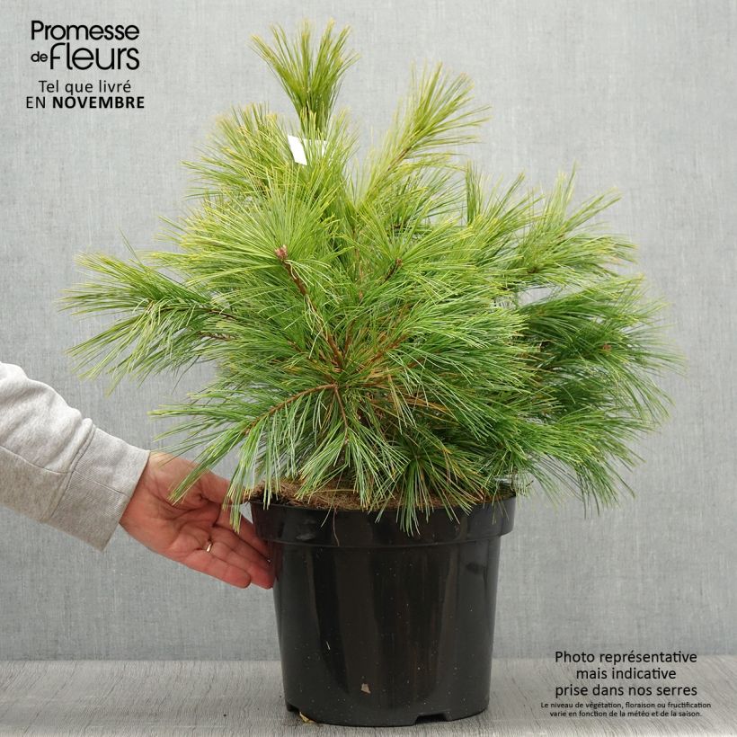 Spécimen de Pinus strobus Minima - Pin de Weymouth Pot de 7,5L/10L tel que livré en automne
