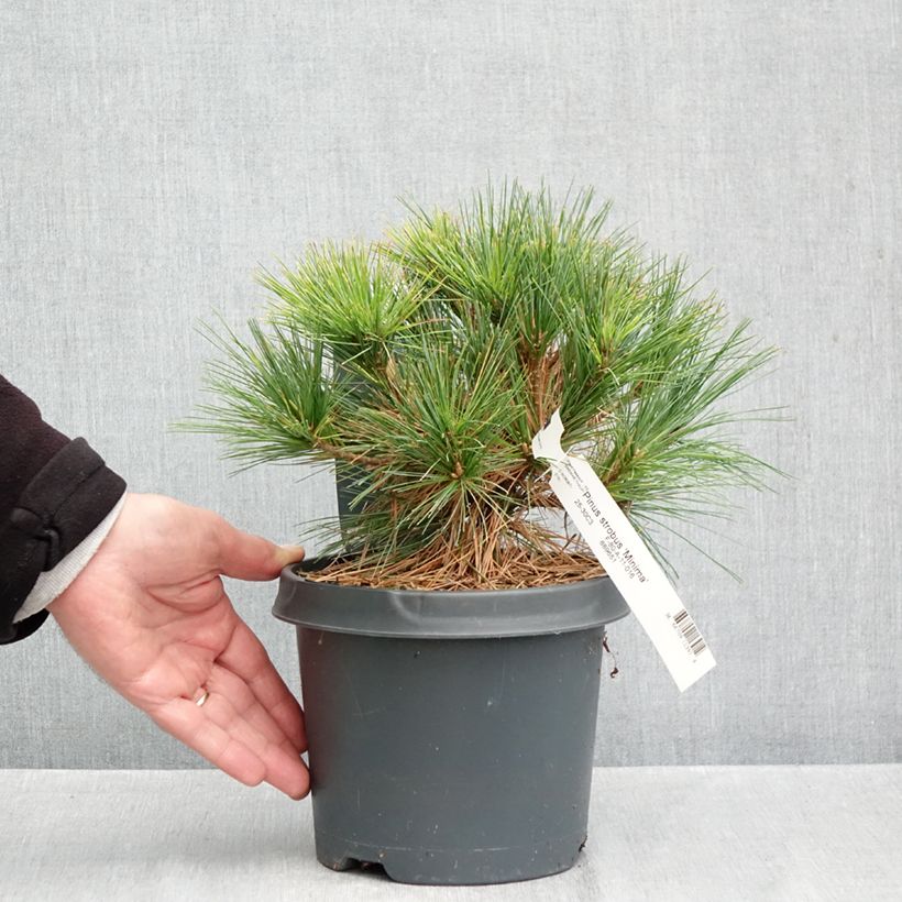 Spécimen de Pinus strobus Minima - Pin de Weymouth Pot de 2L/3L tel que livré en automne