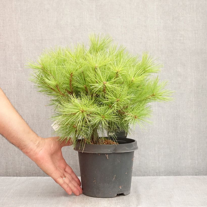 Spécimen de Pinus strobus Minima - Pin de Weymouth Pot de 2L/3L tel que livré en été