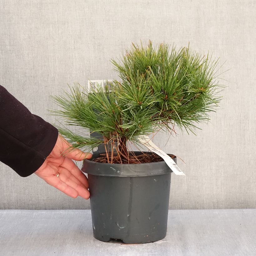Spécimen de Pinus strobus Minima - Pin de Weymouth Pot de 2L/3L tel que livré en hiver