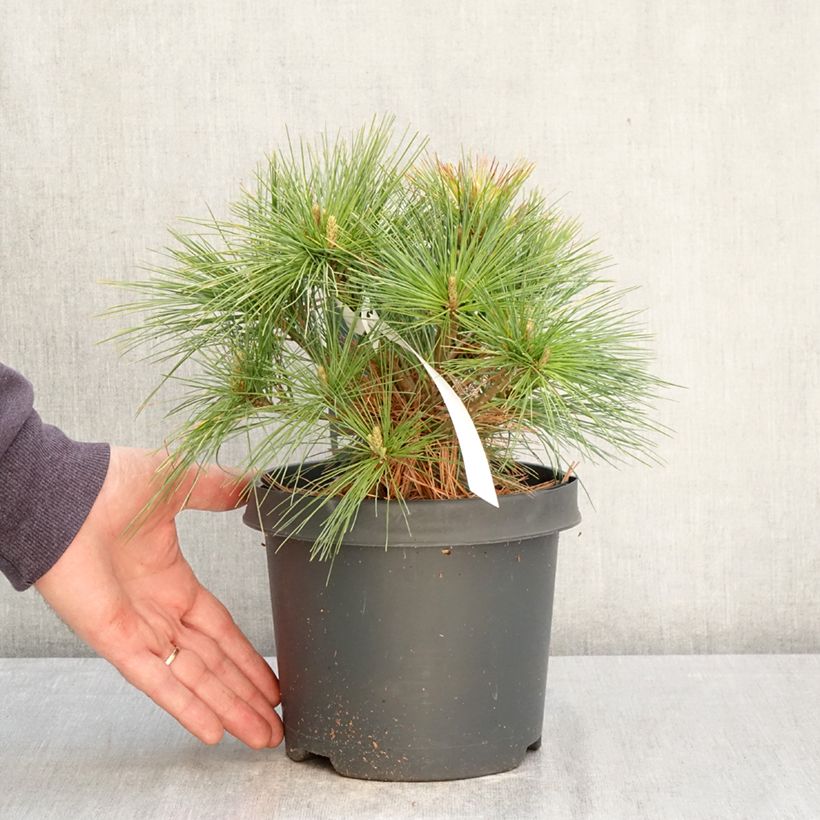 Spécimen de Pinus strobus Minima - Pin de Weymouth Pot de 2L/3L tel que livré au printemps