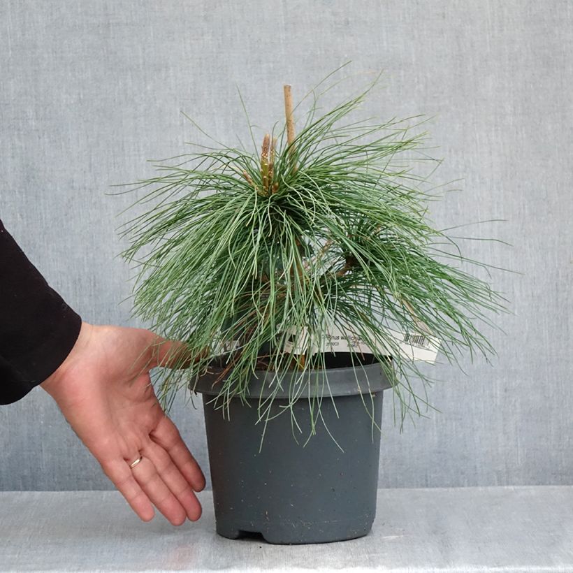 Spécimen de Pinus wallichiana - Pinus griffithii - Pin pleureur de l'Himalaya  Pot de 3L/4L tel que livré en automne