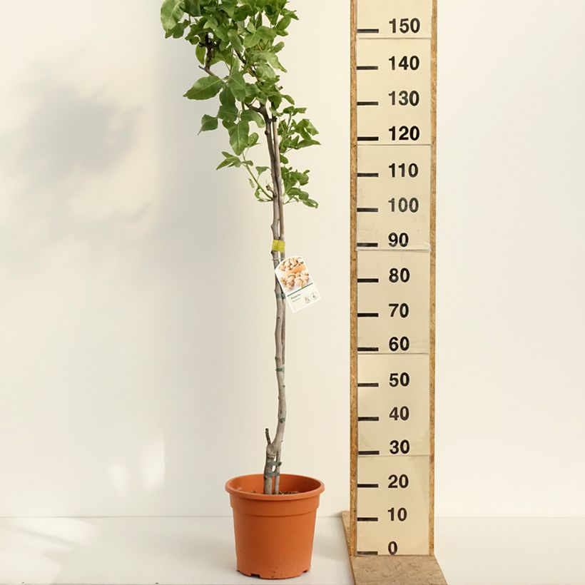 Spécimen de Pistachier femelle Kerman - Pistacia vera  Pot de 7,5L/10L, Demi-Tige tel que livré au printemps