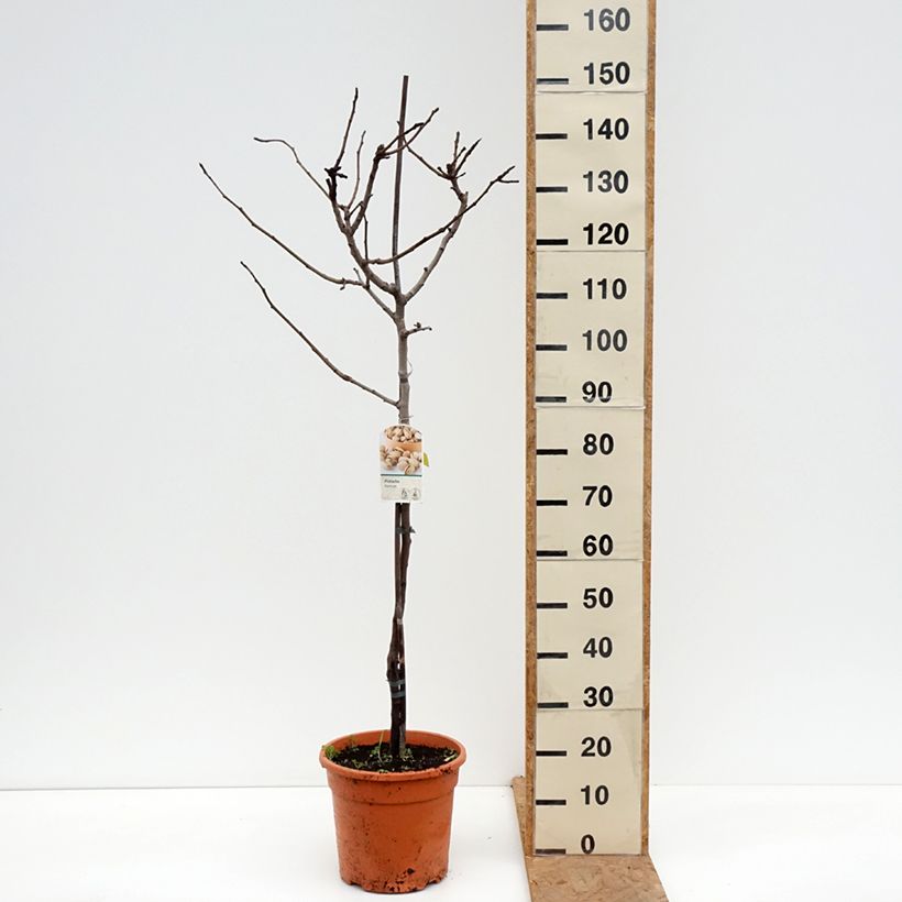 Spécimen de Pistachier femelle Kerman - Pistacia vera  Pot de 7,5L/10L, Demi-Tige tel que livré en automne