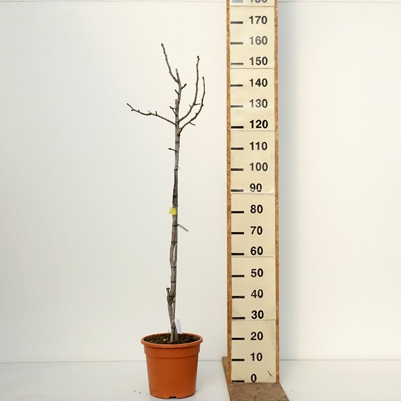 Spécimen de Pistachier mâle Peters - Pistacia vera  Pot de 7,5L/10L, Demi-Tige tel que livré en hiver