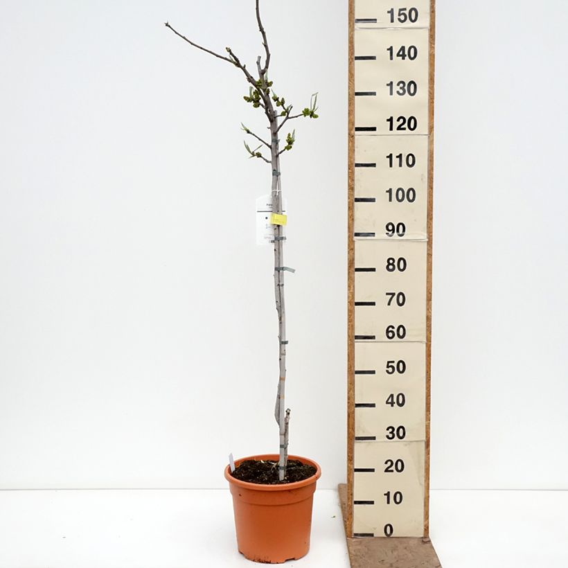 Spécimen de Pistachier mâle Peters - Pistacia vera  Pot de 7,5L/10L, Demi-Tige tel que livré au printemps